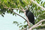 Dark colored heron among leafy canopy