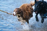 Dock diving — the new canine sport making a big splash!