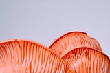 Photo by Bryony Elena of several orange mushroom gills