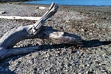 Wisdom of the ancient Sea dragon