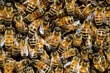 Photo of a mass of luvehoneybees.