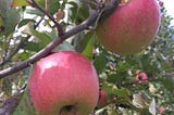 Autumn = Apple-Picking Time