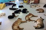 Dog Daycare in Tacoma, WA: Why Shaggy Shack Pet Resort in Spanaway is the Top Choice