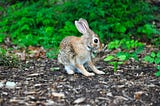 What are the common skin problems in rabbits?