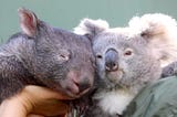 true blue wombat