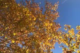 Autumn leaves against a blue sky