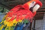 Macaw Parrot — It’s Time to Adopt This Neotropical Avifauna for A Pet