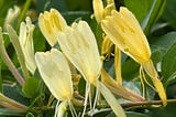 Summer’s Superb Scents