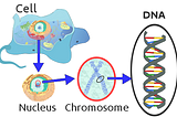 How is your DNA composed?