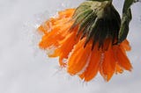 Marigold blossom with ice crystals against gray snow