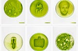 L’algae graphie ou l’art de rendre les photos vivantes