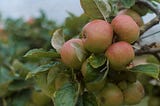 A bunch of apples growing on the branch of a tree.