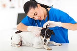 World’s leading Veterinary Conferences: Animal Health 2017