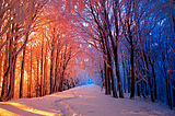 Gold and Blue, Casentinesi Forest, Italy