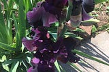 Photo: Eleanor Roosevelt Black Iris in bloom.