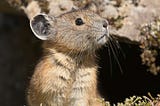 What’s at stake: How budget reductions impact fish, wildlife, and people