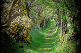 The old road that leads to a ancient stone circle, Ballynoe, Co.Down, Northern Ireland