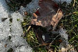 melting snow on grass with leaves