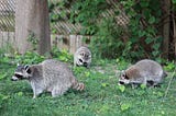 How do I get rid of raccoons living near my home?