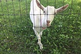 The Goats of Connemara