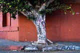 A Tree Grows in Boyle Heights