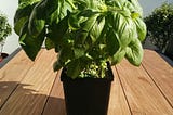 I got carded buying basil