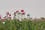 Hydroponic Hope in Fields of Flowers