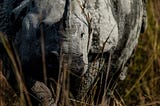 The Legacy and Future of Rhino Conservation in Assam