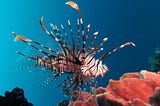 The lionfish effect: when markets might not be the best idea