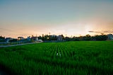 Rice Fields and Murky Identities