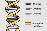 The Process Of CRISPIR Explained Simply in X minutes