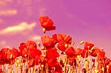The Tall Poppy Syndrome: Weighing in on the Untold Potential Cost of Standing Out