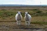 Pair of sheep stood looking at the camera in a field of grass