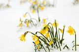 Yellow wilting flowers push through April snow facing an uncertain future