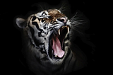 Screaming Architecture: Letting Your Code Tell Its Story!