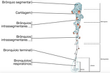 Anatomia dos Brônquios, Bronquíolos, Ductos Alveolares e Alvéolos