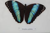 Butterflies: Through The Butterfly’s Magical Journey 🦋