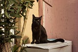 How black cat personality trait male differs from other cats