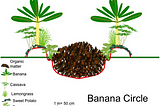 Nature’s way of composting- Banana papaya circles
Banana-papaya circle is one of most potent and…