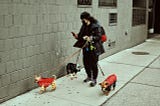 A woman walking 3 dogs while using her phone