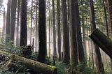 Douglas-fir