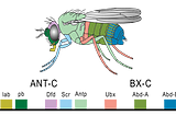 Structure Encoding in DNA — What is the Junk DNA used for?