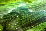 Synthetic biologic will not fuel the planet (yet): Algae in the race for cleaner energy