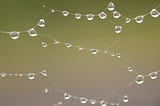 photo of a spider web with droplets looking like a node tree