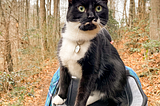 Adventure Cat 101: What To Know Before You Take Your Cat Outside