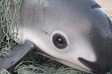 Rep. Huffman Letter Calling on DOI to Save Vaquita