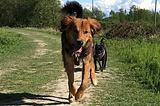 Two dogs walk along a dike.