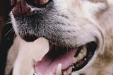 Why is my Dog Drooling and Slobbering, and Is it Healthy?