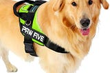 Design features of an easy walk and the best dog harness