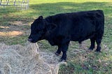 Cattle Basics — Your First Herd